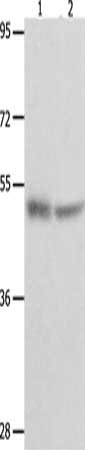 TP73 Antibody