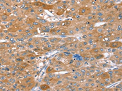 STX2 Antibody