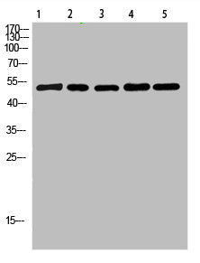 MT-CYB Antibody