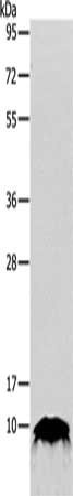 TFF1 Antibody