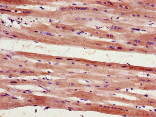 FHL2 Antibody