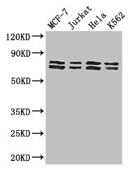 TRIM25 Antibody