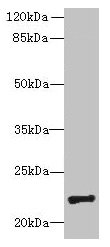 PIGH Antibody
