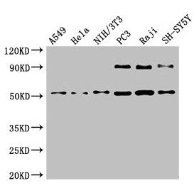BECN1 Antibody
