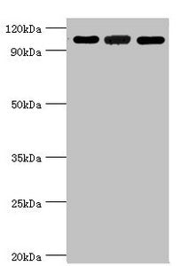 EFTUD2 Antibody
