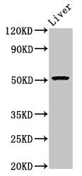 POLD3 Antibody