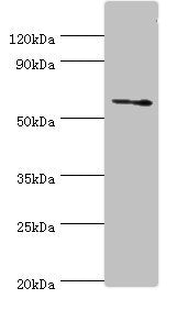 DHCR24 Antibody
