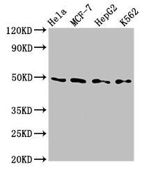 TEAD4 Antibody