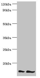 NEDD8 Antibody