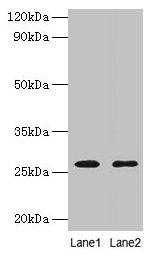 ADIPOQ Antibody