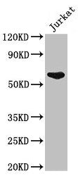 UAP1 Antibody