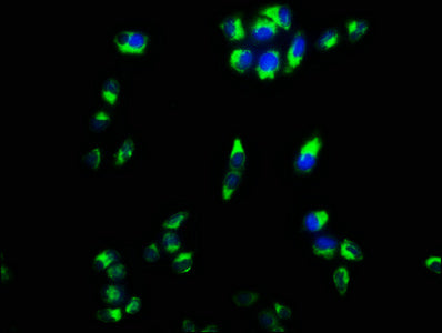 CPEB4 Antibody