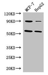 FOXC1 Antibody