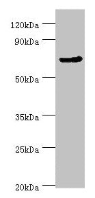 CDC16 Antibody