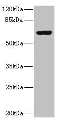 SLC13A2 Antibody