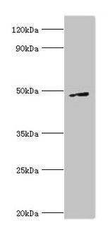 CTBP1 Antibody