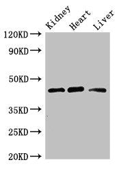 WTAP Antibody