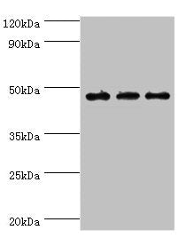 PDK2 Antibody