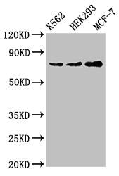 RALBP1 Antibody