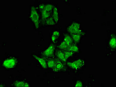 RPS6KA1 Antibody