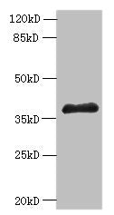 ELAVL1 Antibody