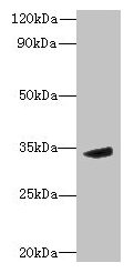 MPPED2 Antibody