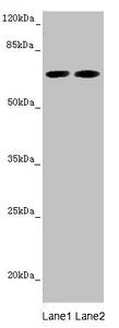 STXBP2 Antibody