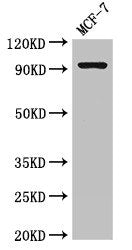 GRIK4 Antibody
