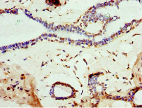 MOG Antibody