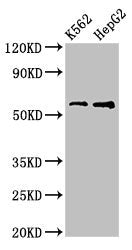 FSCN1 Antibody