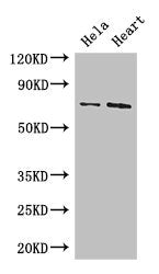 PCK2 Antibody