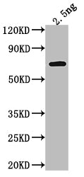 RRP6 Antibody