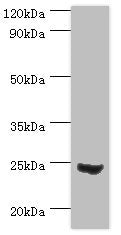 MAD2L1 Antibody