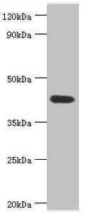 ASAH1 Antibody