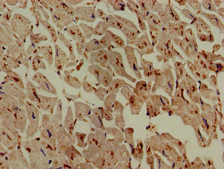 ASAH1 Antibody