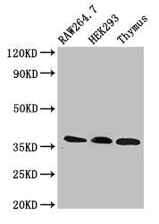 FHL1 Antibody