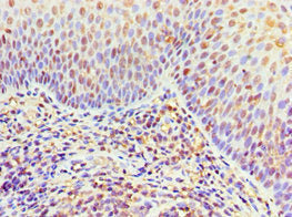 ITGA9 Antibody