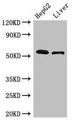 SCARB2 Antibody