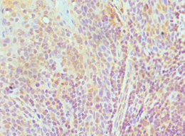 ELOA Antibody