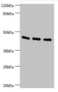 FLOT2 Antibody