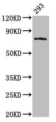 GAS6 Antibody