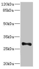 ICAM4 Antibody