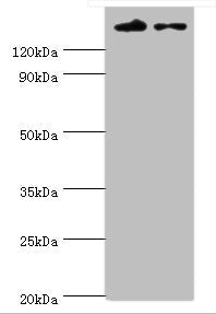 SETDB1 Antibody