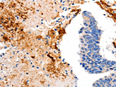 CCNC Antibody