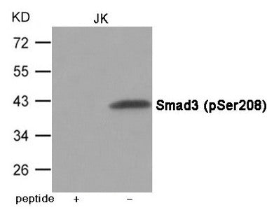 Phospho-SMAD3 (Ser208) Antibody