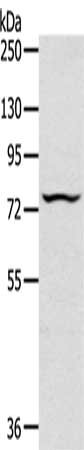 TAP2 Antibody