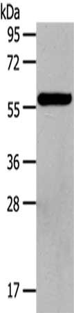 HDAC7 Antibody