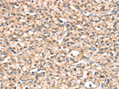 SLC32A1 Antibody