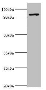 TAF1C Antibody