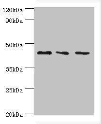 CHI3L2 Antibody